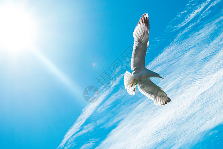 单海鸥在阴云的天空中飞行自由野生动物多云动物蓝色照片天气翅膀羽毛航班背景图片