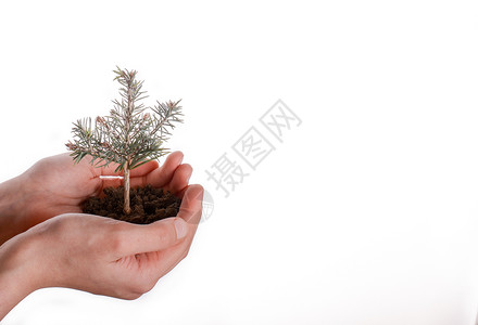 细小土壤中的树苗播种新生活幼苗生长环境松树种植生活人手植物背景图片