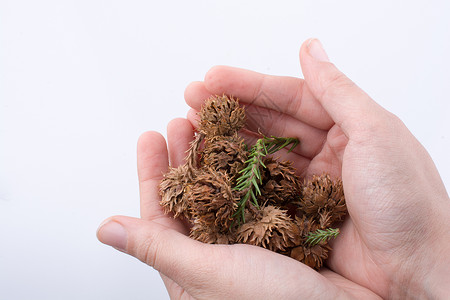 手拿着棕色豆荚胶囊在白色背景上季节锥体彩叶黄色树叶叶子花园植物植物学植物群背景图片