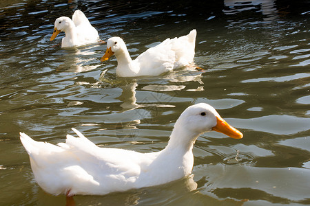 池塘中的白鸭翅膀农场飞行荒野野生动物农业白色鸭子羽毛游泳背景图片