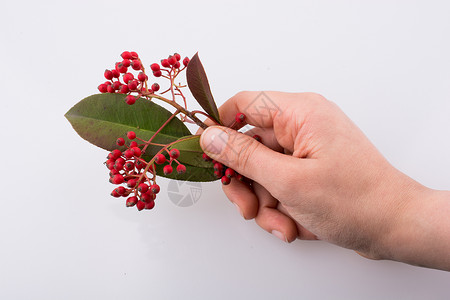 在白色背景上手手上发现的野果草本植物植物荒野枝条季节药品叶子玫瑰水果食物背景图片