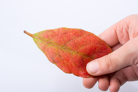 手握着白色背景的干枯秋叶叶子植物黄色树叶水彩棕色季节干叶背景图片