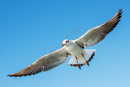 单翅膀素材单海鸥在天空中飞翔自由蓝色荒野鸟类翅膀野生动物照片飞行羽毛动物背景