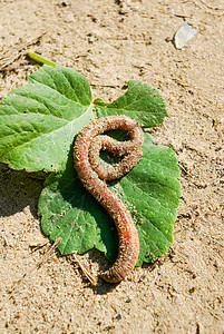 沙中的虫子农业蠕虫蠕变动物学野生动物棕色地球蚯蚓生物虫害背景图片