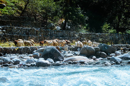春养肝一群喜马拉雅大角绵羊在 BEAS 河湖边 从亚洲喜马拉雅山谷 印度 亚洲的一个小村庄的农场看家养动物群背景