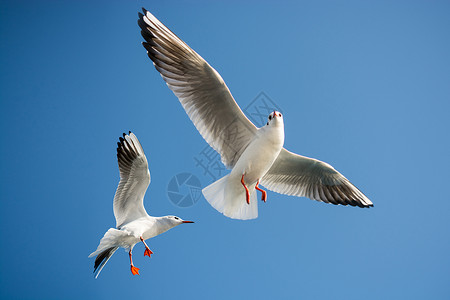 单翅膀素材单海鸥在蓝蓝空中飞翔支撑蓝色海鸟钓鱼荒野照片飞行自由野生动物天空背景