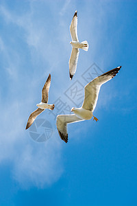 假海鸥自然和平高清图片