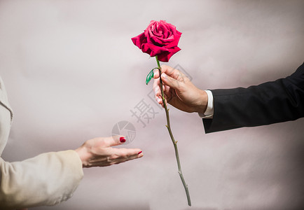 情节剧一个男人的手伸出一朵美丽的玫瑰 送给一个女人 情人节的概念背景