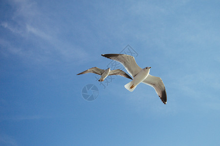 海鸥白色海鸥灰色的和平高清图片