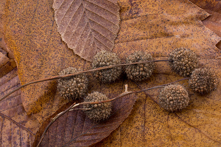 作为秋天背景的干叶上的棕色豆荚水彩植物学彩叶季节黄色叶子花园植物群树叶植物背景图片