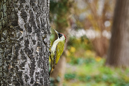 红冠啄木鸟树栖鸟绿色啄木鸟高清图片