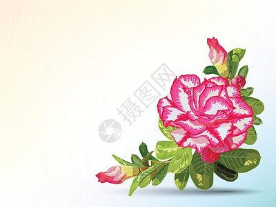腺苷用沙漠玫瑰装饰的背景和标签插画