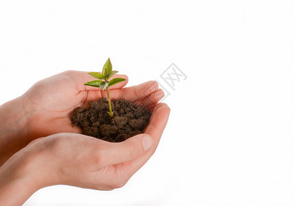细小土壤中的树苗叶子种植植物生长播种环境幼苗人手新生活生活背景图片
