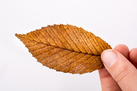 手握着白色背景的干枯秋叶棕色季节植物叶子水彩黄色树叶干叶背景图片