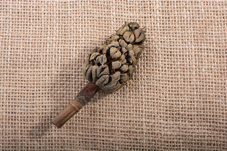 小伞背景上的 Podcone 或胶囊棕色花园种子植物学植物群豆荚彩叶植物豆荚锥树叶背景