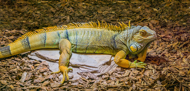 美洲蜥蜴黄色 灰色和黑色的美丽多彩蜥蜴 来自美洲的流行热带爬行动物(稀释剂)背景