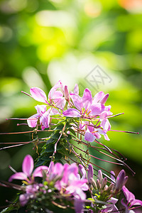 五颜六色的花的背景图片花瓣植物紫色季节花束粉色植物群生长宏观背景图片