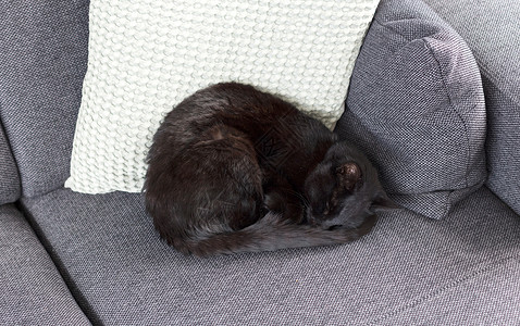 黑色沙发椅黑猫睡沙发动物毛皮朋友睡眠黑色房子长椅背景
