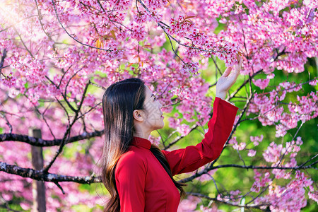 穿着越南文化的妇女 在樱花花园中传统公园裙子花园旅行女性季节女孩城市帽子女士背景图片