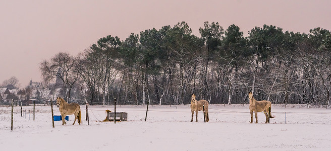 冬季时看摄影机 白雪草地 农村美丽的自然景色 在野外的田间 在林中露出漂亮的自然风景背景图片