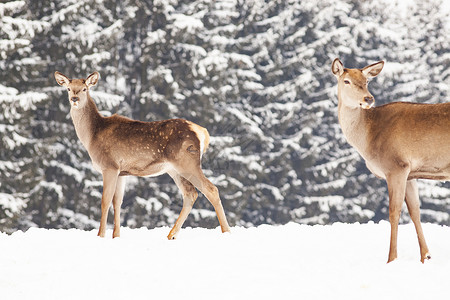 獐冬季雪中鹿仙境鱼子尾巴森林树木季节野生动物降雪木头女性背景