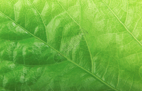 绿色树叶纹理植物环境生活植物学宏观季节墙纸植物群装饰生态背景图片
