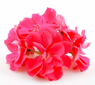 天竺葵花植物生长花束花瓣植物群粉色红色叶子团体绿色背景图片