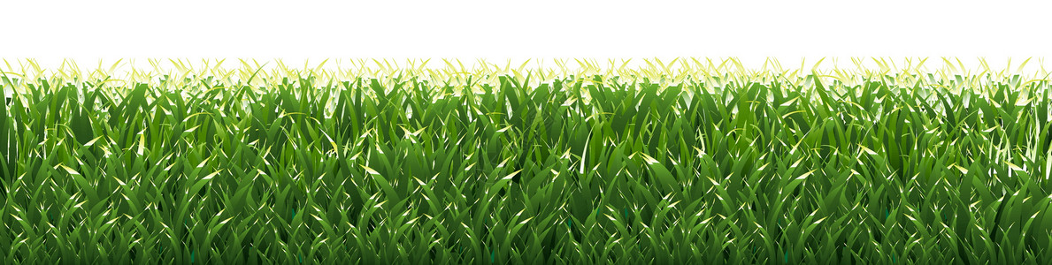 孤立在白色背景上的草边框草原绘画插图剪贴边界叶子草地花园土地草架背景图片