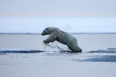 北鲣鸟捕食北极熊 北北极捕食动物海事海洋濒危冰川斗争冰山公子艺术食肉哺乳动物背景
