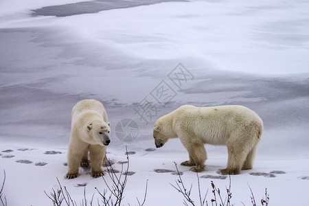 雪熊捕食者户外高清图片