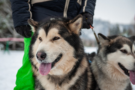 阿拉斯加马拉穆特狗森林雪橇哺乳动物犬类男性眼睛宠物黑与白鼻子舌头背景图片