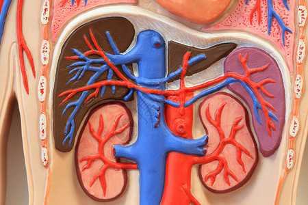 肝胆胰腺外科人类解剖模型空腔药品教育脖子血管解剖学静脉身体癌症躯干背景