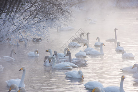 冬天的池塘和平账单高清图片