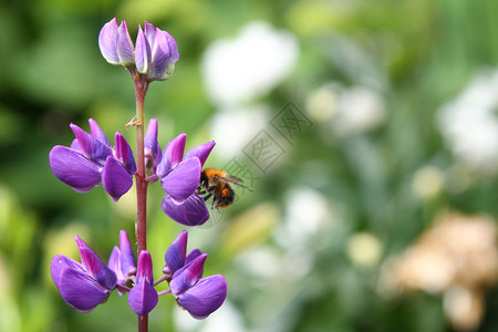 紫花花 一条尾随的胡萝卜花园植物群绿色花瓣植物场地荒野紫色美丽环境背景