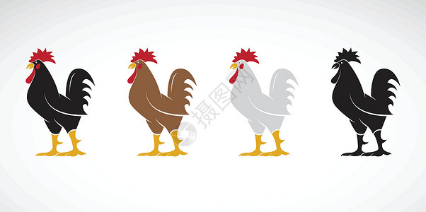 鸡载体白色背景下公鸡或公鸡设计的载体 动物 f插画