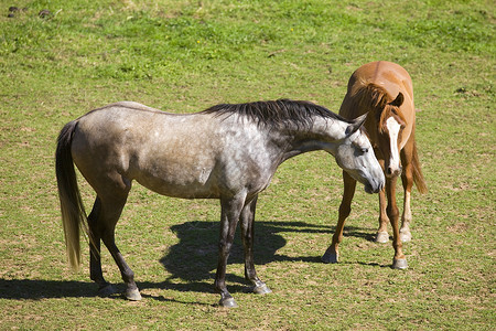 两匹马牧场荒野场地绿色山脉棕色草地自由哺乳动物地球背景图片