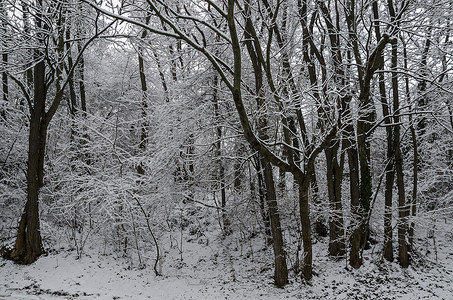 Bankya冬季公园的雪林大面积分布图松树雾凇环境季节场景旅游远足衬套树干森林背景图片