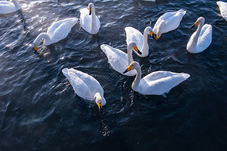 天鹅座美丽的白雪天鹅场景动物蓝色水禽桶匠翅膀自然池塘野生动物飞行背景