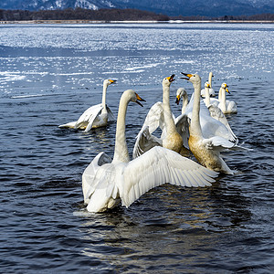 天鹅湖天空知床斜楼蓝色旅行白色野生动物荒野动物天鹅高清图片