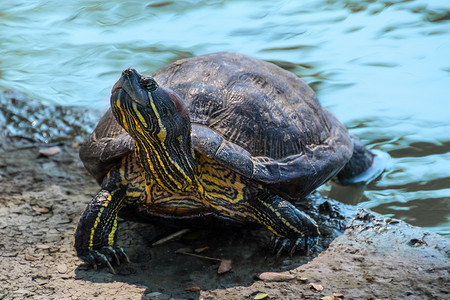 海龟乌龟在太阳下洗澡 取暖背景图片