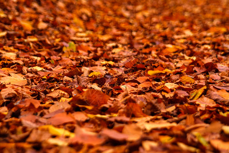 秋天秋天秋天色的叶子在地面上的黄色橙色红色背景图片