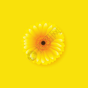 格柏雏菊有黄色背景的黄色 Gerber设计图片