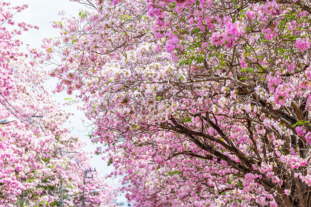跛行粉红喇叭树盛开的粉红色花朵背景