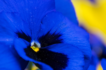 三色堇花期蓝色和黄黄色的花朵背景