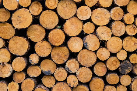 砍掉林中堆叠在一起的木干高清图片