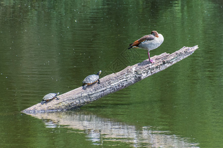 两只海龟在分水上 和一只鹅一起吃背景图片