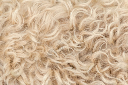 厚涂小狗爱尔兰的软涂面小麦 红白色和棕色毛羊毛野生动物头发皮肤柔软度荒野小猎犬外套羊肉墙纸毛皮背景