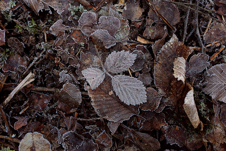 被冰霜覆盖的灰叶 在冻死叶子的床上背景图片