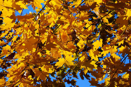 明亮黄色的黄红色叶子 在阳光明媚的日子 背景背景图片