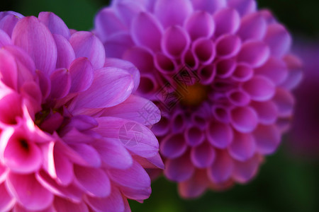 明亮的婚礼花束 夏季大丽叶 粉红 黄白新鲜大丽花橙子摄影叶子玫瑰植物群花园宏观植物学装饰花瓣背景图片